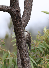 Cormobates leucophaea
