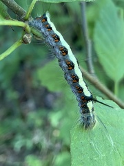 Acronicta