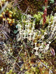 Cladonia verticillata
