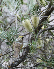 Lichenostomus melanops