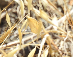 Coenonympha california