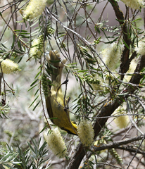 Lichenostomus melanops