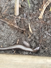 Oligosoma aeneum