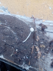 Agaricales