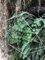 Pellaea cordifolia