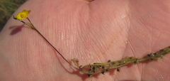 Utricularia gibba image