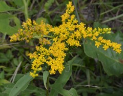 Solidago juncea