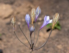 Triteleia laxa
