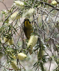 Lichenostomus melanops