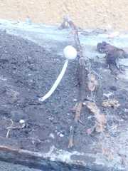 Agaricales