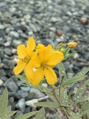 Senna roemeriana