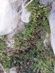 Adiantum capillus-veneris