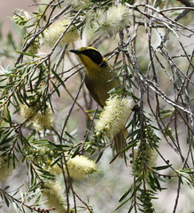 Lichenostomus melanops