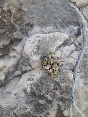 Selaginella tamariscina