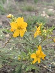 Senna roemeriana