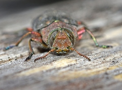 Chrysobothris affinis