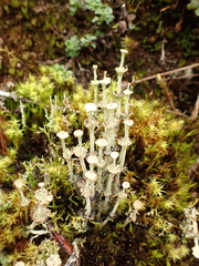Cladonia verticillata