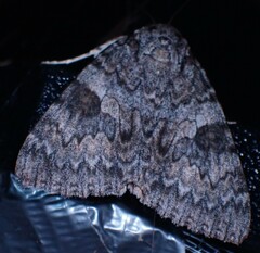 Catocala semirelicta