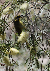 Lichenostomus melanops