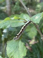 Acronicta
