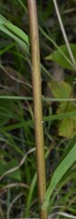 Solidago juncea