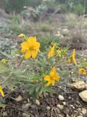 Senna roemeriana