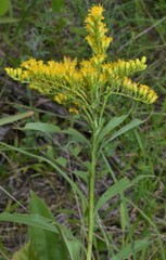 Solidago juncea