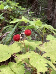 Rubus parviflorus
