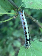 Acronicta