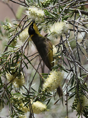 Lichenostomus melanops