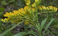 Solidago juncea