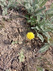 Taraxacum serotinum