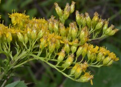 Solidago juncea