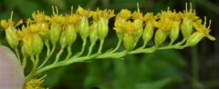 Solidago juncea