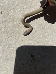 Diadophis punctatus vandenburgii