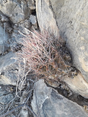 Hamatocactus hamatacanthus hamatacanthus