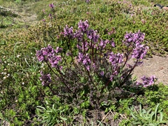 Pedicularis ornithorhynchos