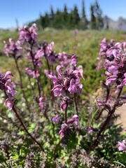 Pedicularis ornithorhynchos