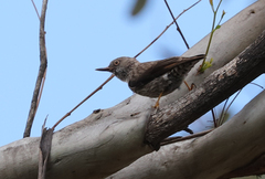 Daphoenositta chrysoptera