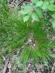 Carex montana