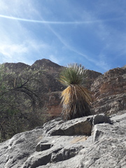 Yucca elata