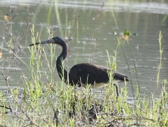 Egretta tricolor