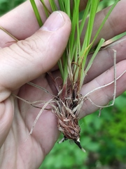 Carex montana