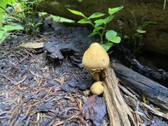 Cystoderma amianthinum