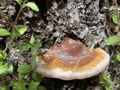 Ganoderma