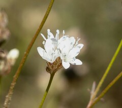 Gilia capitata abrotanifolia