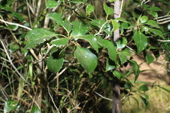 Auranticarpa rhombifolia