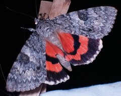 Catocala semirelicta