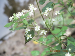 Clematis virginiana