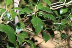 Auranticarpa rhombifolia